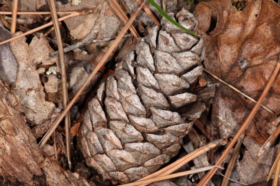 Free Image of Pinecone 