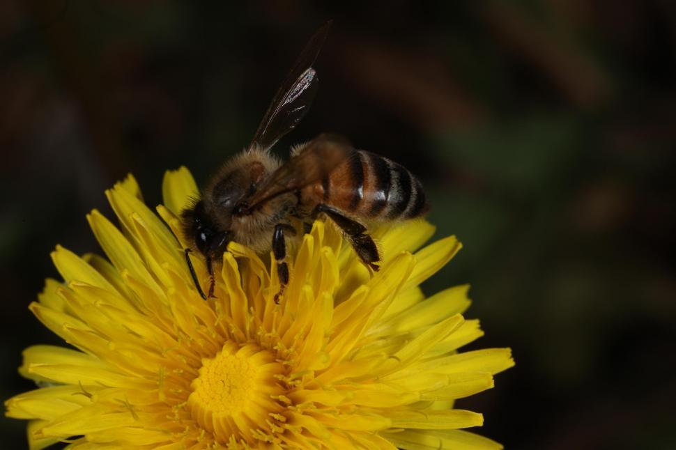 Free Image of Bee on Yellow Flower 