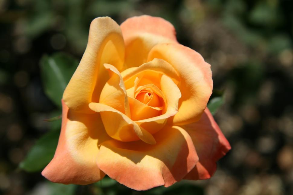 Free Image of Rose 