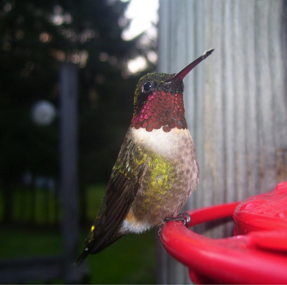 Free Image of Humdinger of a Hummingbird! 