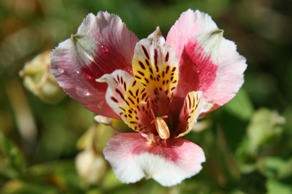Free Image of Peruvian Lilly 