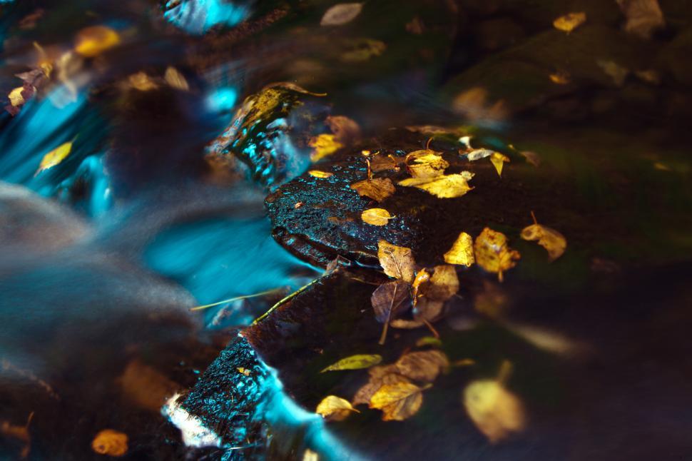 Free Image of Autumn Stream 