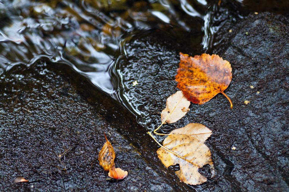 Free Image of Autumn Stream 