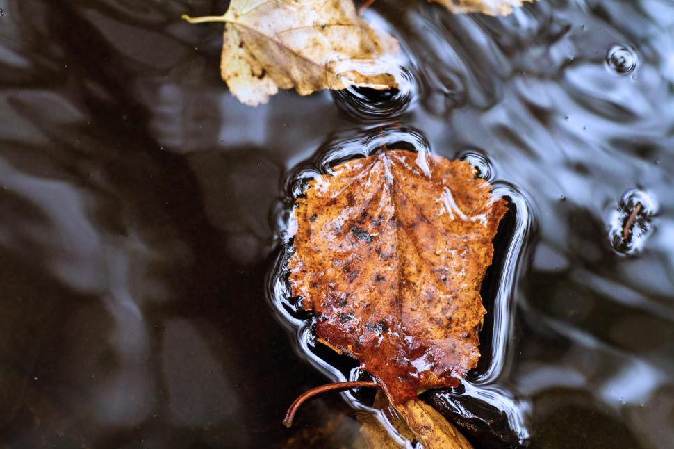 Free Image of Autumn Stream 