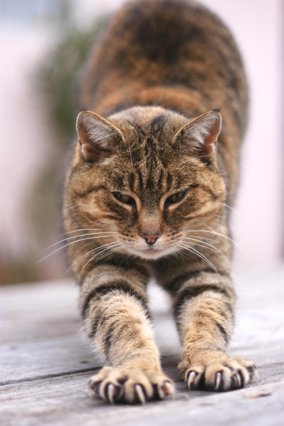 Free Image of Cat stretching 