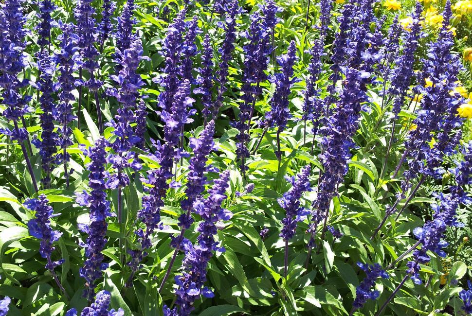 Free Image of Lavender Flower 