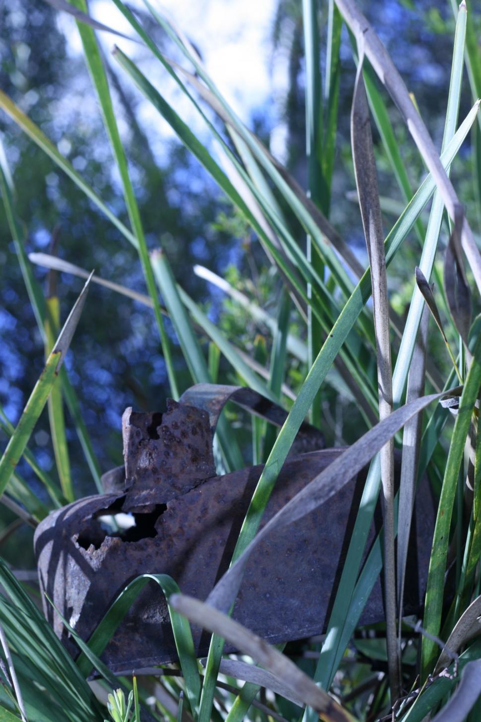 Free Image of Bird Sitting in Tall Grass 