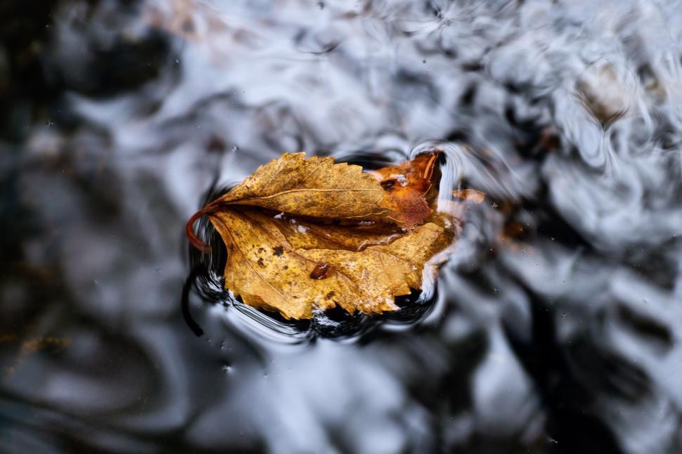 Free Image of Autumn Stream 