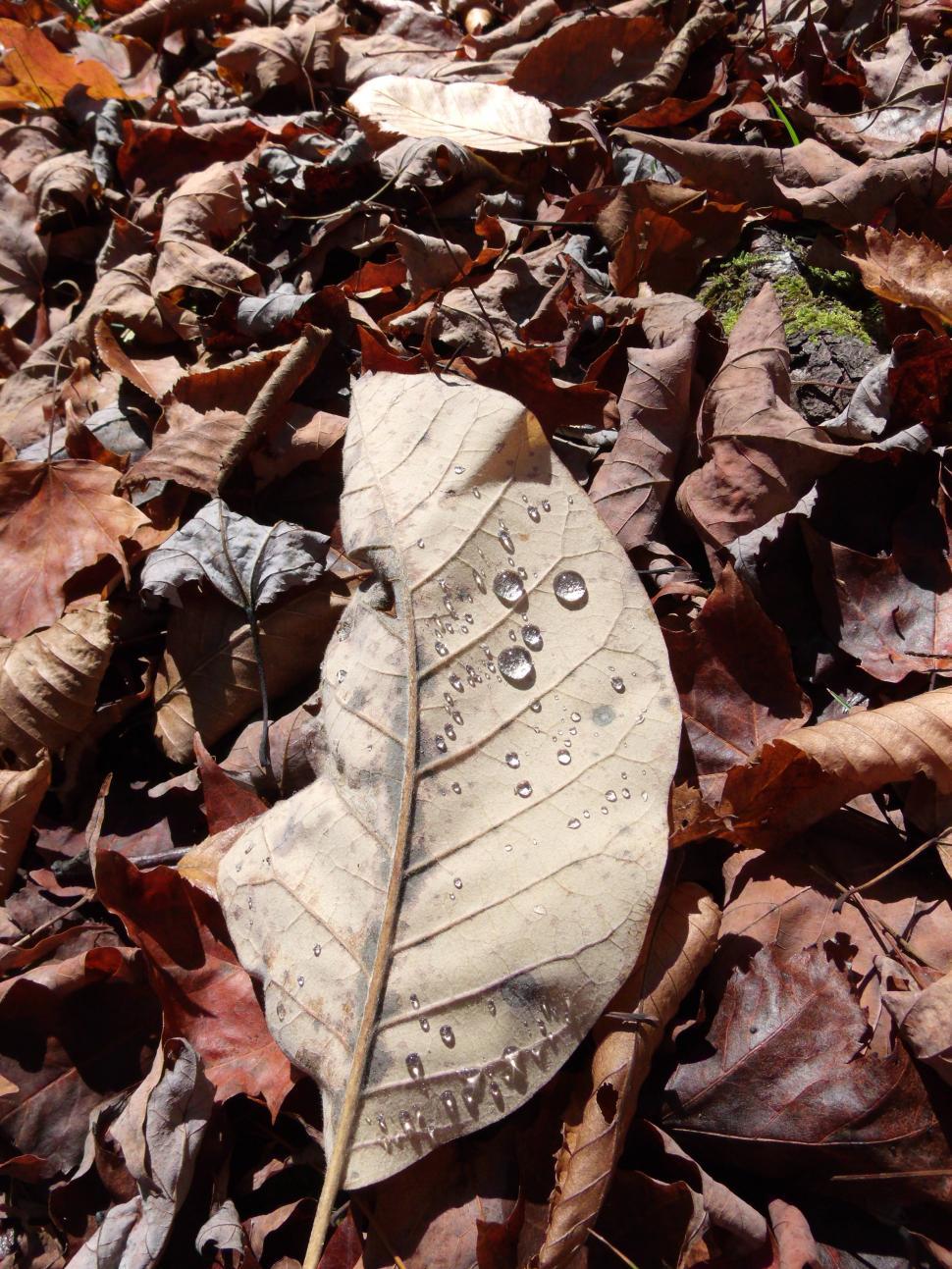 Free Image of Fall Dew Drops 