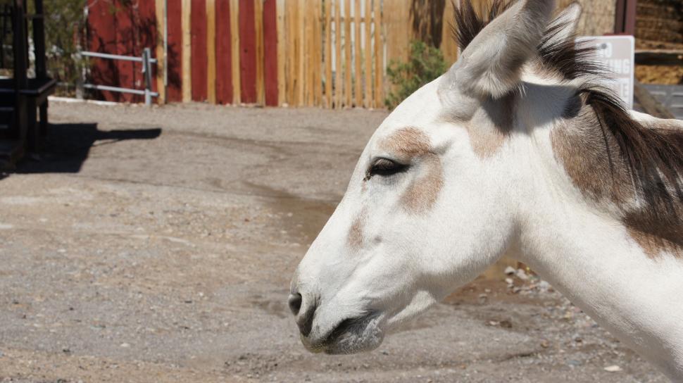 Free Image of Donkey Town 