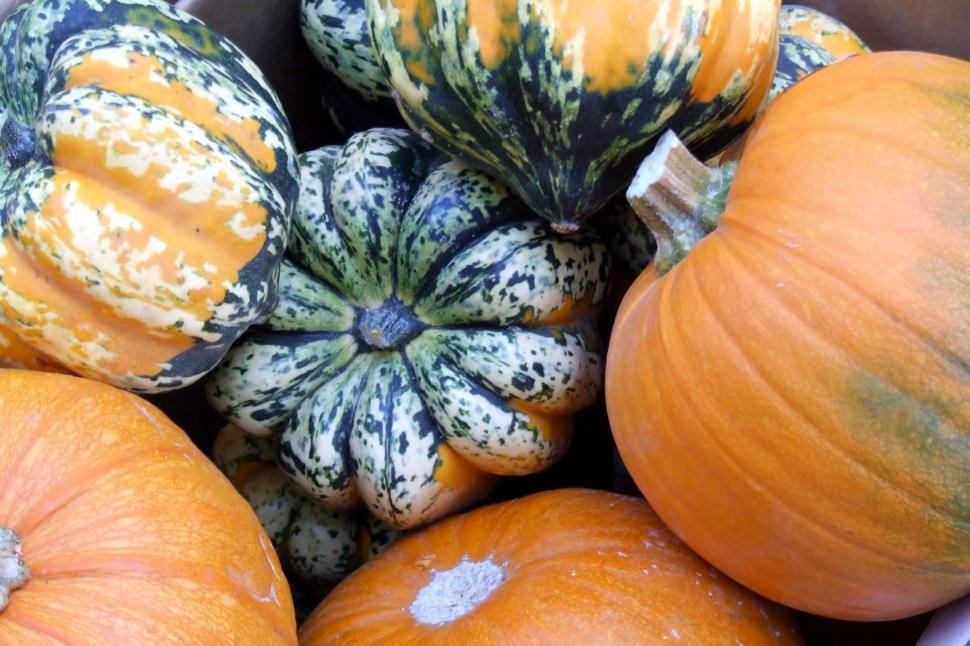Free Image of Pumpkin Harvest 