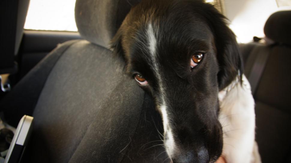 Free Image of Sleepy Dog in Car 