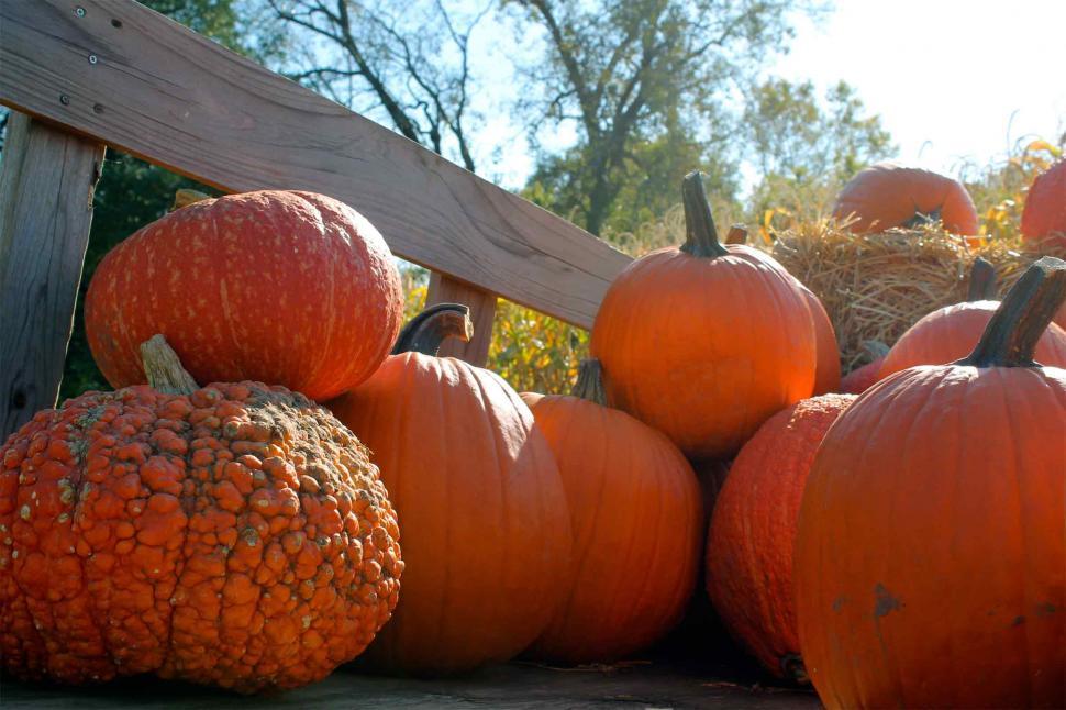 Free Image of Pumpkins 
