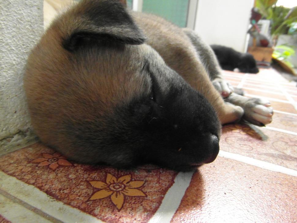 Free Image of Sleeping Puppy 
