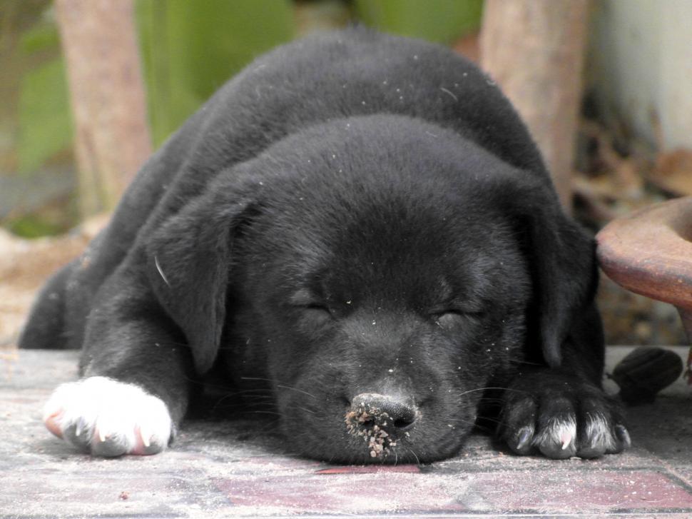 Free Image of Sleeping Puppy 