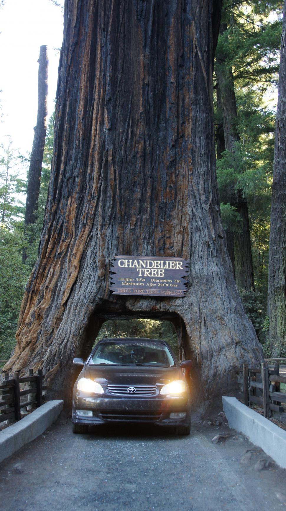 Free Image of Drive Through Tree 