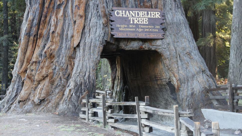 Free Image of Drive Through Tree 