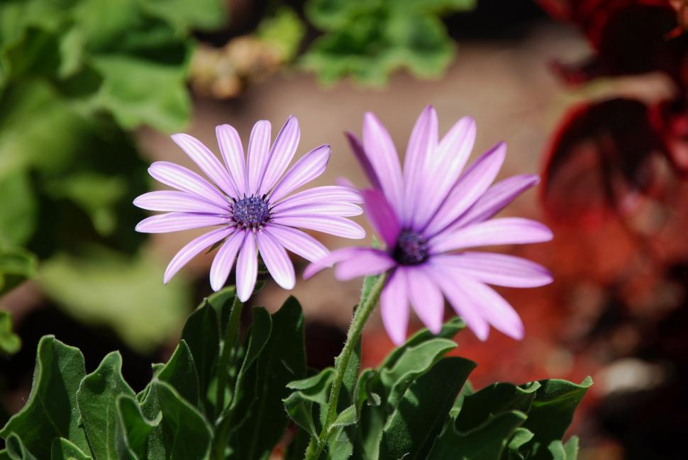 Free Image of Daisy 