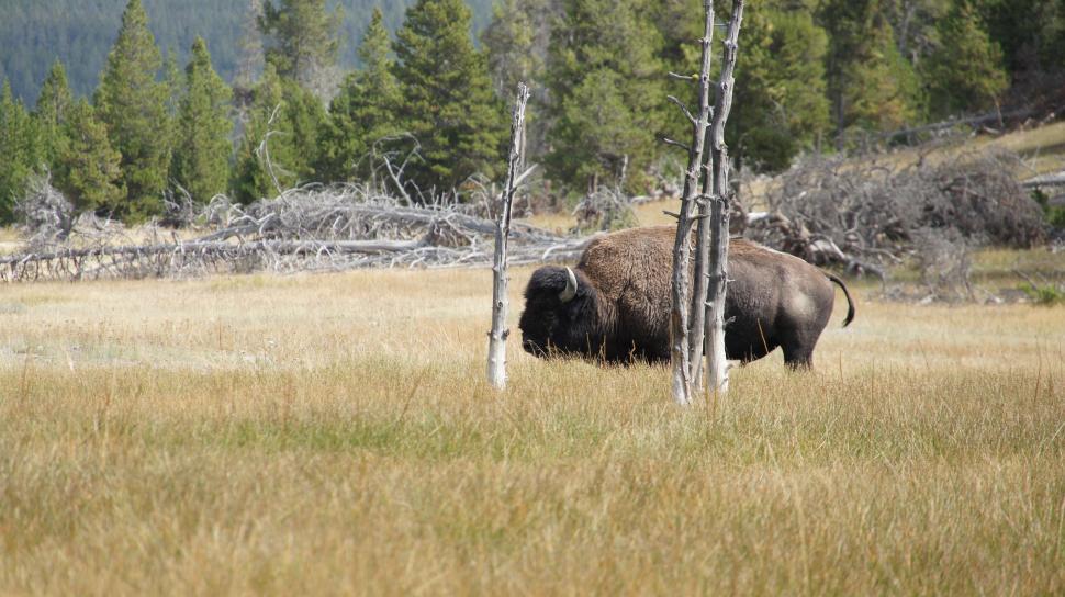 Free Image of Lone Buffalo 