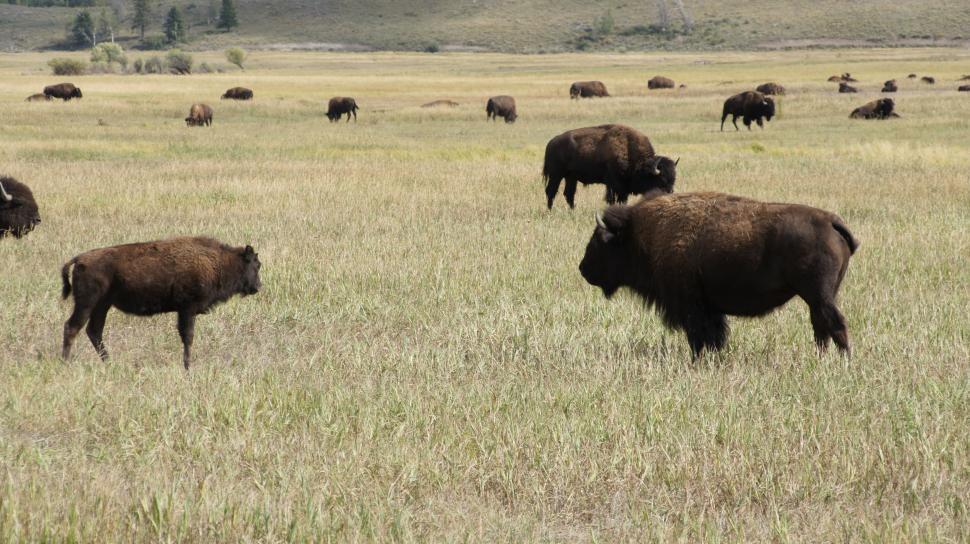 Free Image of Gathering Herd of Buffalo 