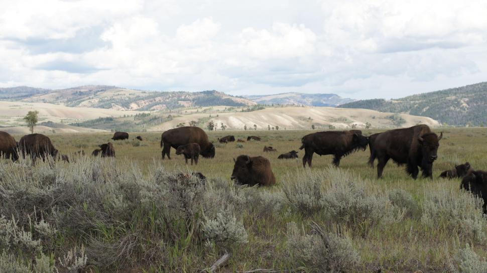 Free Image of Gathering Herd of Buffalo 