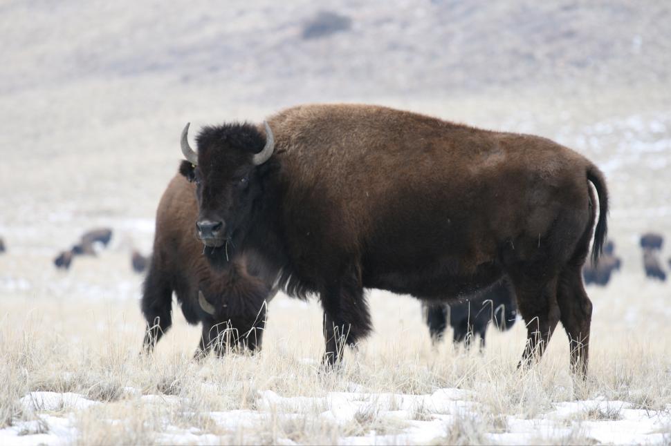 Free Image of Buffalo 