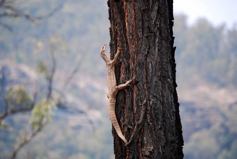Free Image of Baby Monitor Lizard 