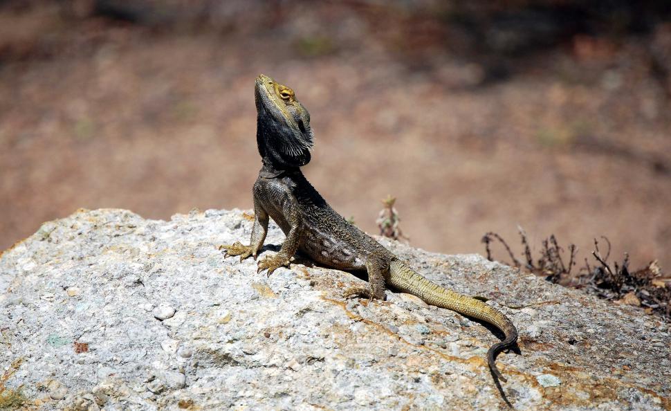 Free Image of Australian Frill-neck lizard 