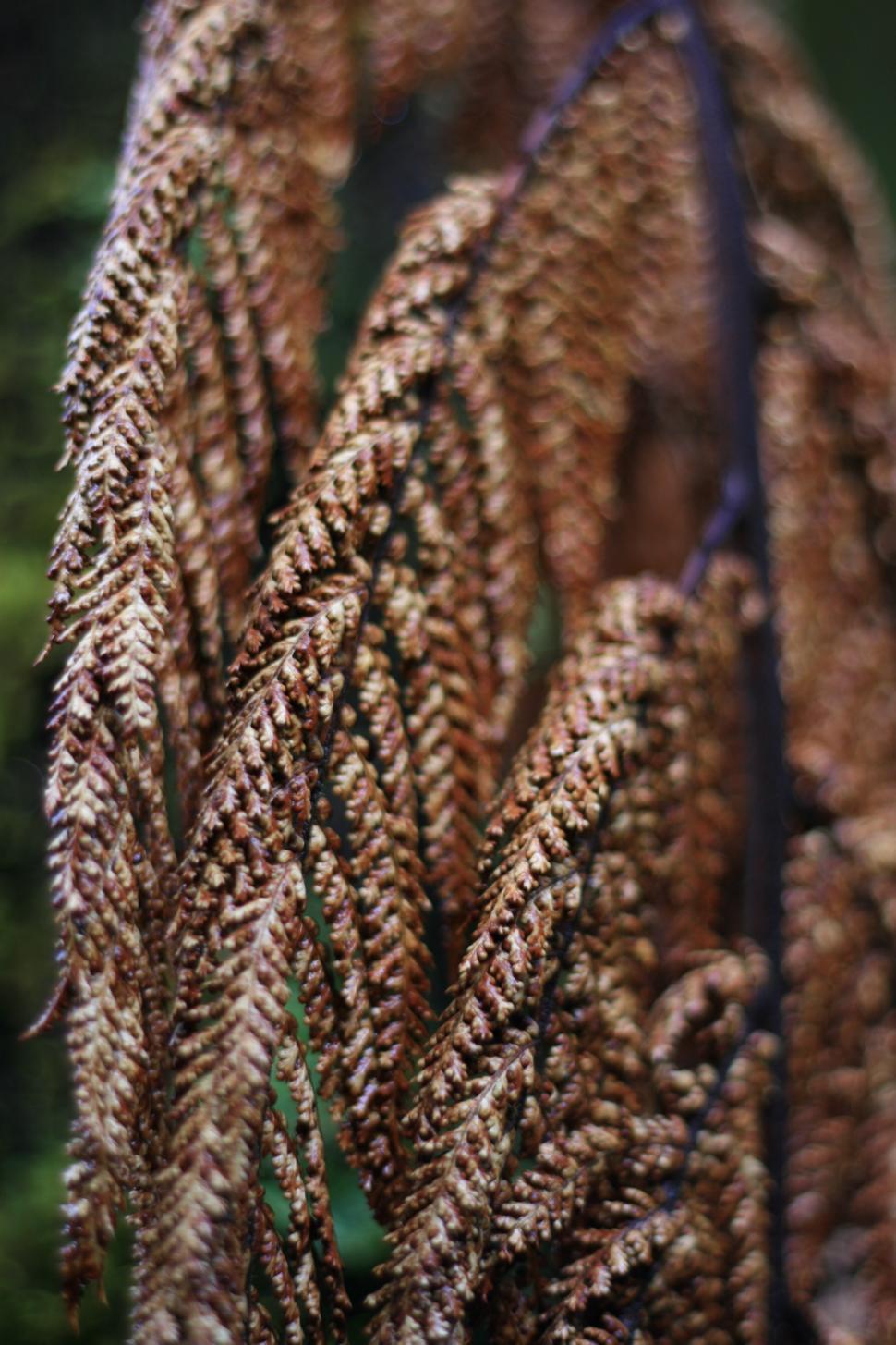 Free Image of Close Up of Plant With Brown Leaves 