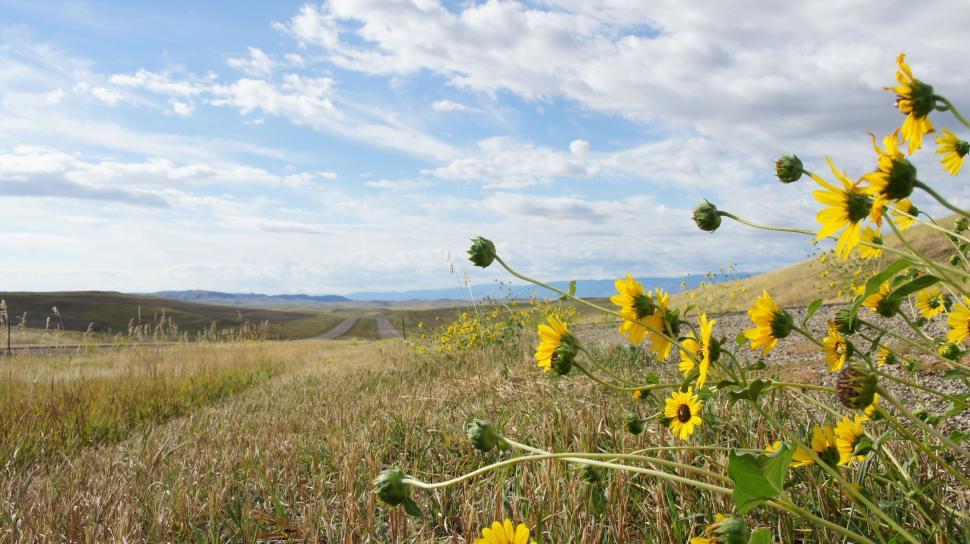 Free Image of Sunflowers on the Highway. 