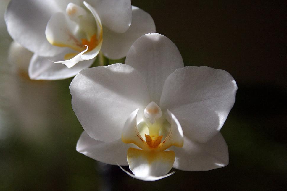 Free Image of White Orchid Flowers 