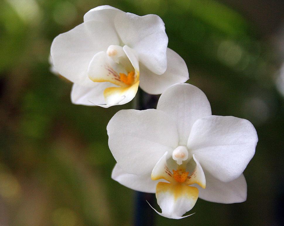 Free Image of Pair of white orchid flowers 