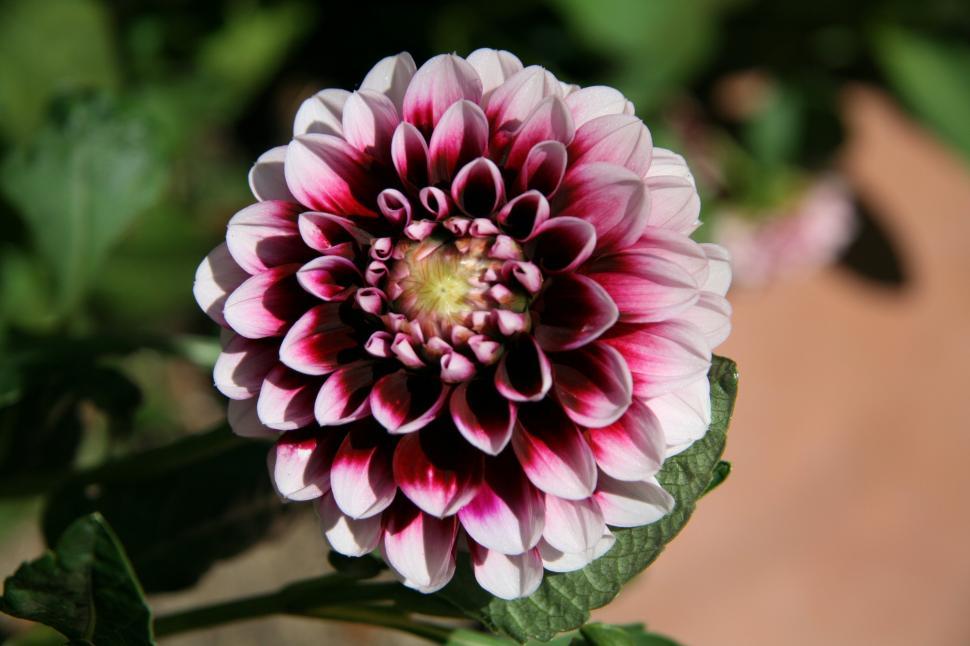 Free Image of Purple Dahlia 