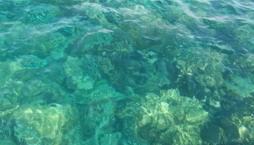 Free Image of Clear Ocean Coral Background 