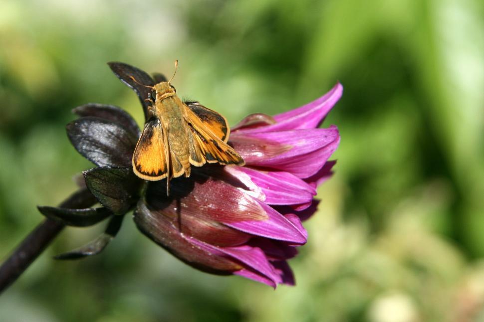 Free Image of Butterfly Moth 