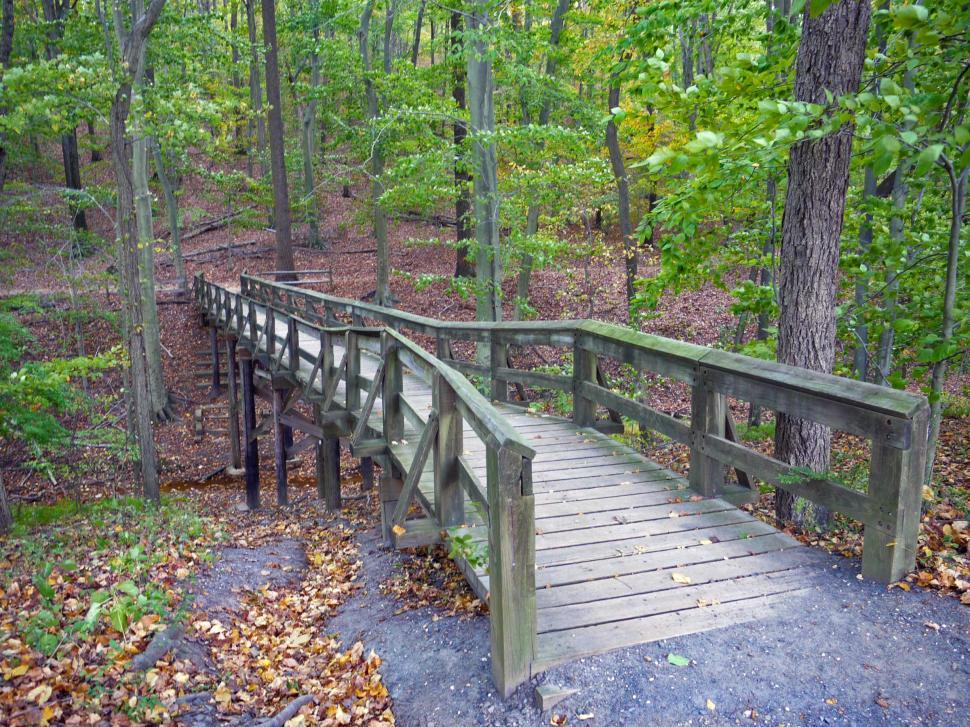 Free Image of Small Bridge in Forest 