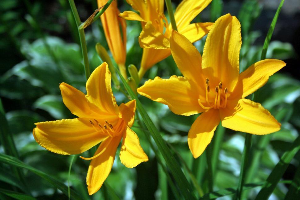 Free Image of Yellow day lily flowers 