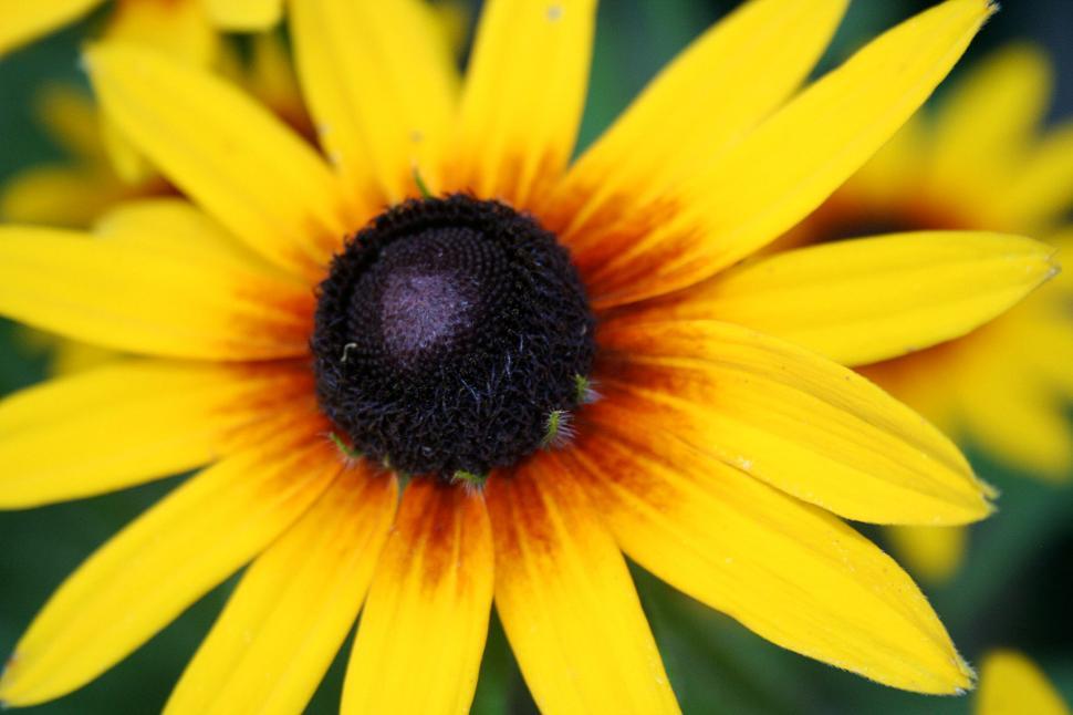 Free Image of black-eyed susan 