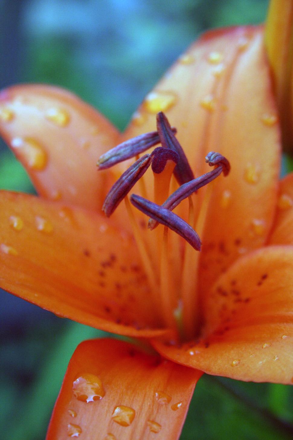 Free Image of Orange lily 