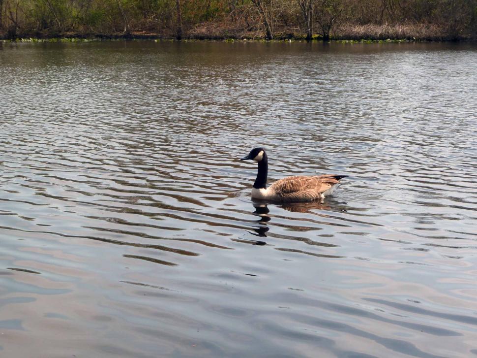Free Image of Canadian Geese 