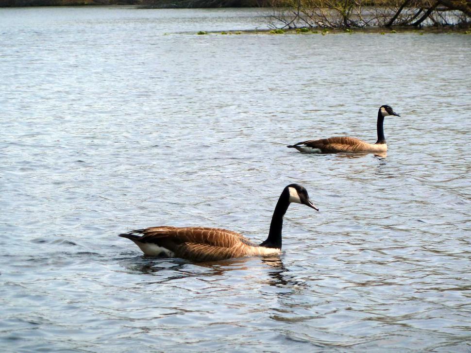 Free Image of Canada Geese on the Turkey Swamp Lake 