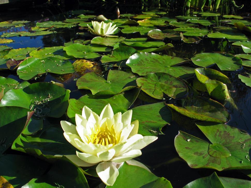 Free Image of Lillies 