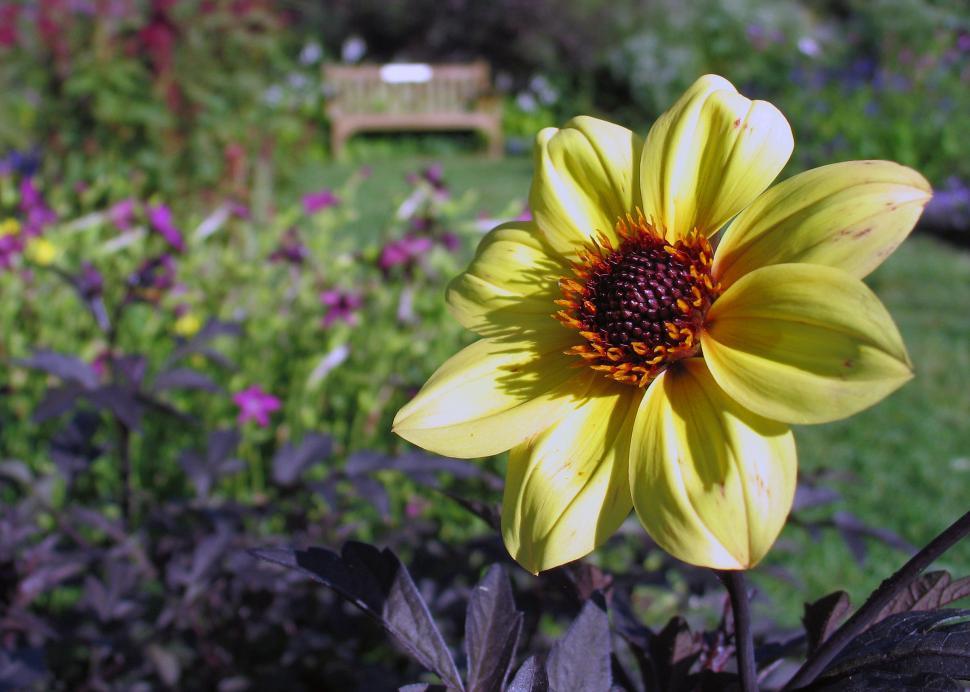 Free Image of Dahlia  