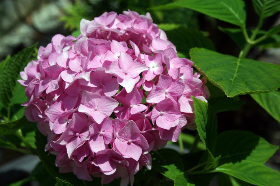 Free Image of Hydrangeas 