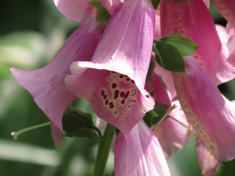 Free Image of Fox Gloves (digitalis purpurea) Blossoms Closeup 