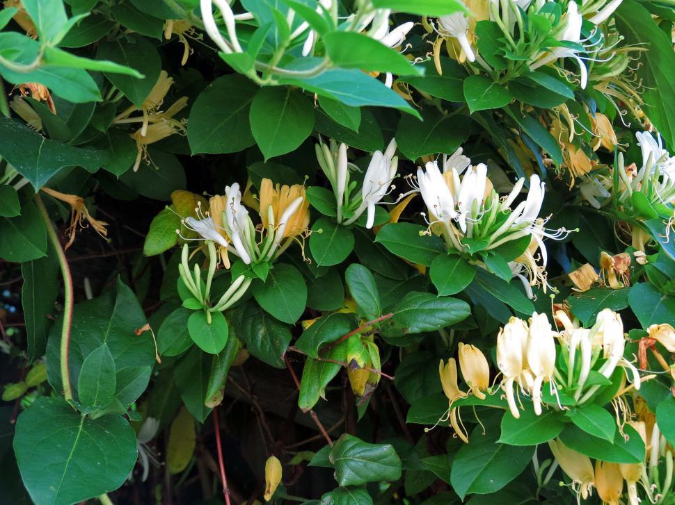 Free Image of Honeysuckle Vine 