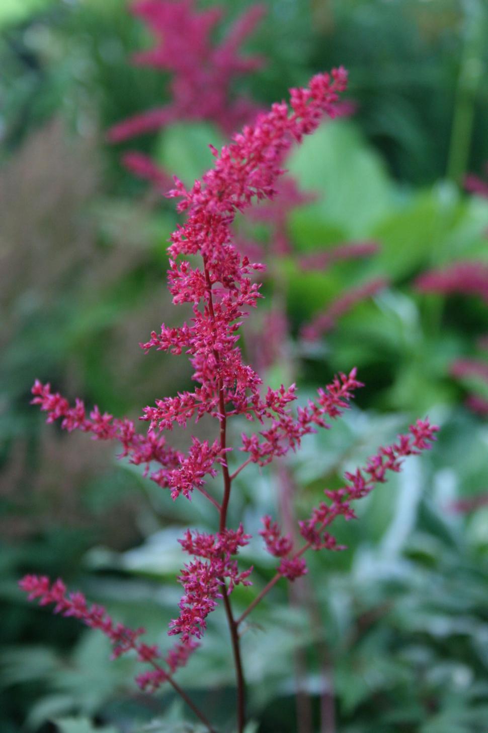 Free Image of Astilbe Flowers Clseup 