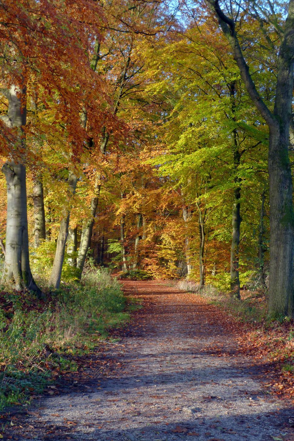 Free Image of Autumn trees 