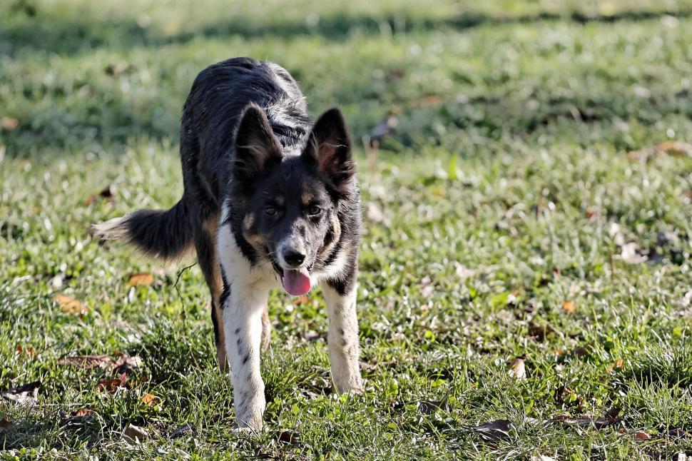 Free Image of The dog 