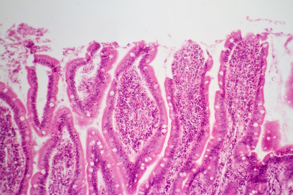 Free Image of Skin 